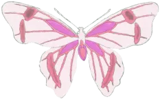 butterfly-2